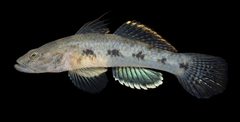 Circumspect Flat-Head Goby photo 1