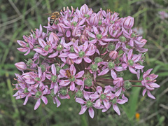 Allium nigrum