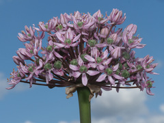 Allium nigrum