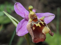 Ophrys fuciflora maxima