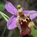 Ophrys fuciflora maxima - Photo 由 Felix Riegel 所上傳的 (c) Felix Riegel，保留部份權利CC BY-NC