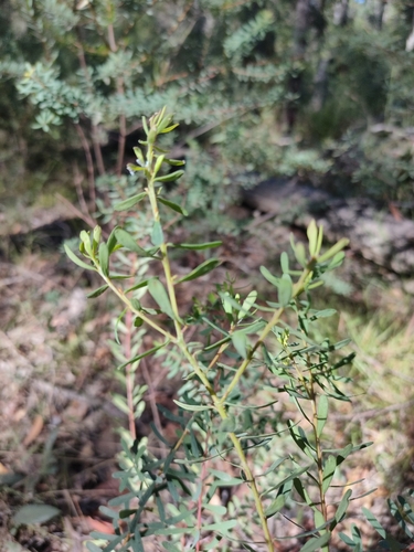 Image of Pultenaea euchila by (c) Tony van Kampen, some rights reserved (CC BY)