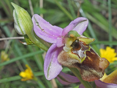 Ophrys fuciflora maxima
