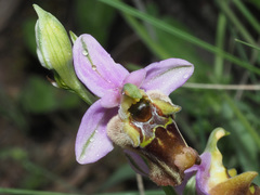 Ophrys fuciflora maxima