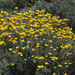 Helichrysum stoechas barrelieri - Photo (c) Felix Riegel, algunos derechos reservados (CC BY-NC), subido por Felix Riegel