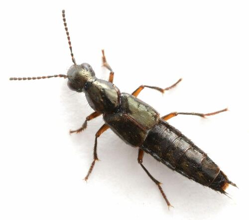 Paraquedius marginicollis