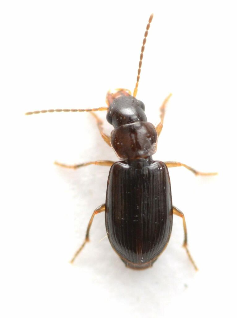 Beloved Harp Ground Beetle