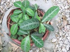 Breynia spatulifolia