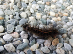 Creatonotos transiens vacillans