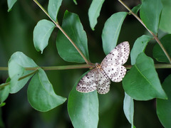 Percnia suffusa