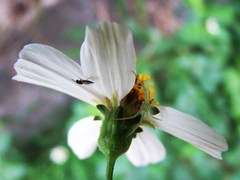 Ebrechtella pseudovatia