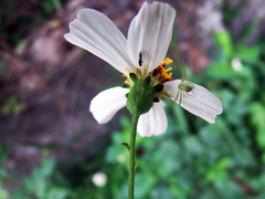 Ebrechtella pseudovatia