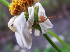 Ebrechtella pseudovatia