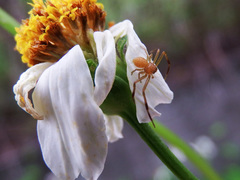 Ebrechtella pseudovatia