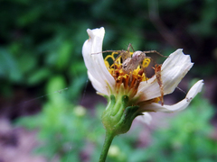 Oxyopes hasta