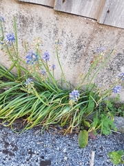 Muscari armeniacum
