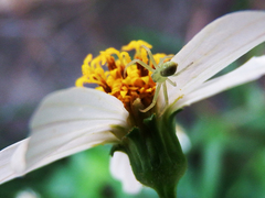 Ebrechtella pseudovatia