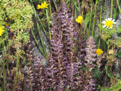 Orobanche pubescens