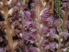 Orobanche pubescens