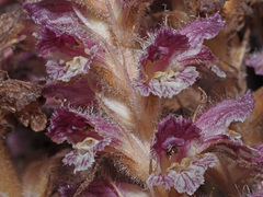 Orobanche pubescens