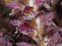 Orobanche pubescens