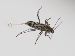 Chlorophorus annularis