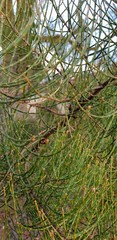 Allocasuarina muelleriana