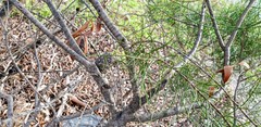 Allocasuarina muelleriana