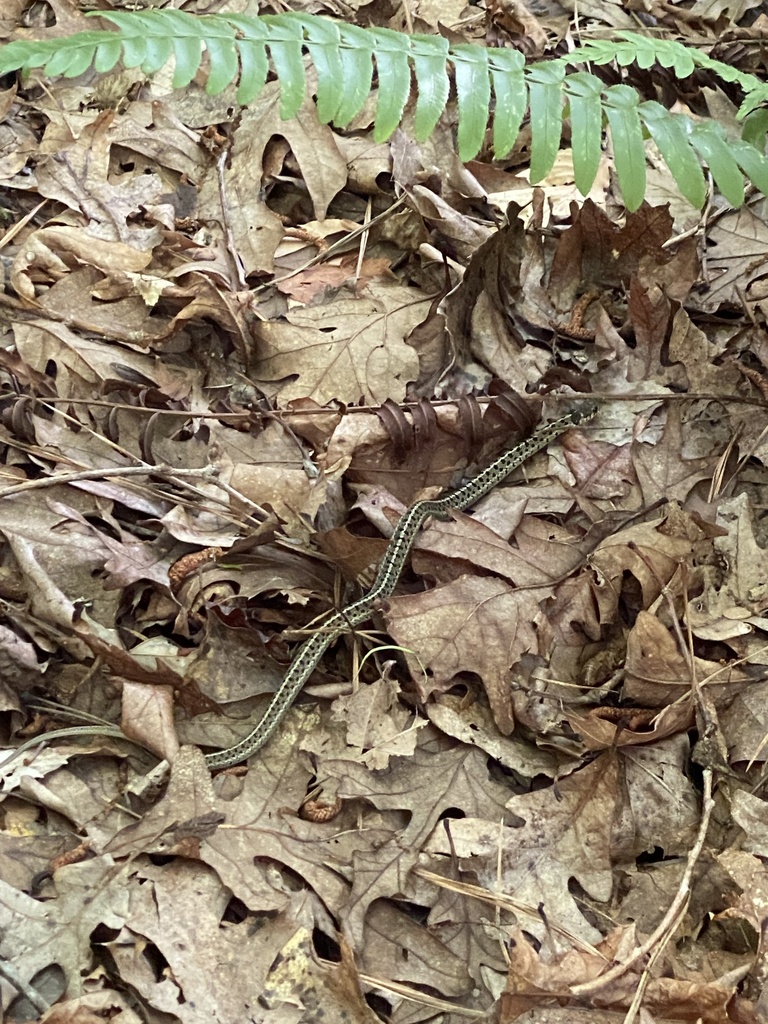 Common Garter Snake from William B. Umstead State Park, Raleigh, NC, US ...