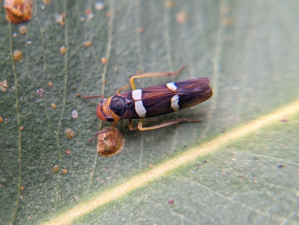 Pawiloma amoena