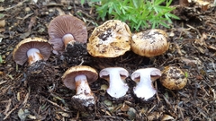 Cortinarius medioscaurus