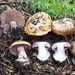 Cortinarius medioscaurus - Photo (c) noah_siegel, some rights reserved (CC BY-NC-SA), uploaded by noah_siegel