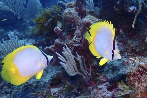 Spotfin Butterflyfish