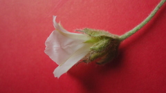 Jacquemontia bracteosa