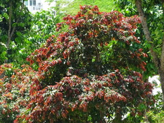 Lagerstroemia floribunda