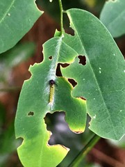 Polyura hebe plautus