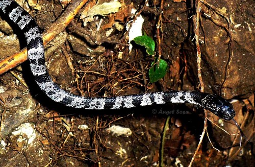 Photo of a Cloudy Snail-eating Snake (Sibon nebulatus)