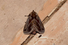 Phocoderma