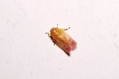 Eoscarta