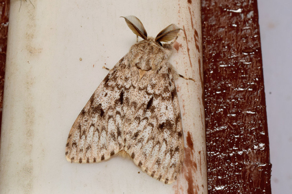 Lymantria maxfischeri