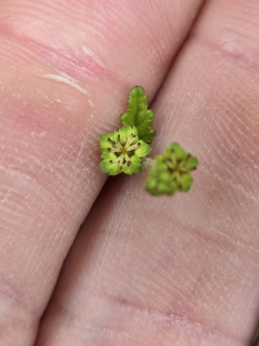 Croton betulinus