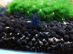 Neocaridina davidi