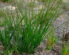 Trachyandra chlamydophylla