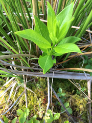 Decodon verticillatus