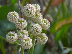 Eriogonum heracleoides
