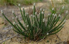 Phylica thunbergiana