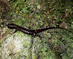 Echinosaura palmeri
