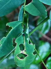 Polyura hebe plautus