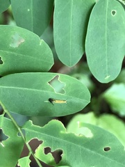 Polyura hebe plautus