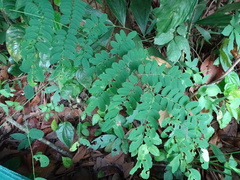 Polyura hebe plautus